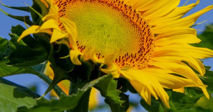 Nasiona na odchudzanie – co wybrać?